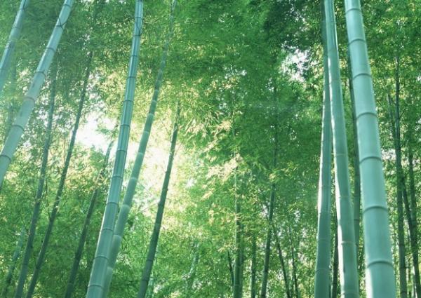 綠色環(huán)保健康